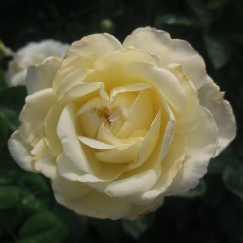 Blanco con amarillo pálido - Árbol de Rosas Inglesa - rosal de pie alto- forma de corona de tallo recto